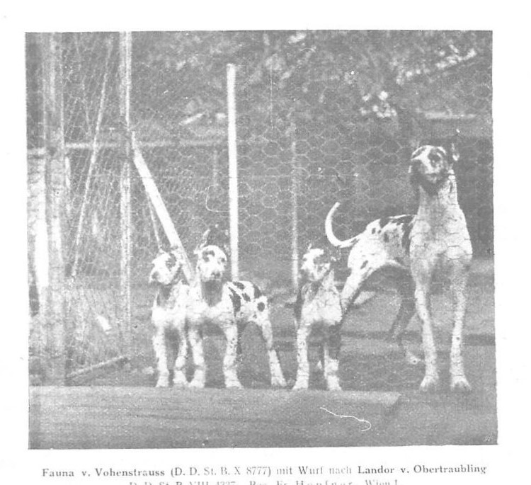 Fauna v Vohenstrauss